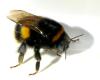 Bombus sp.